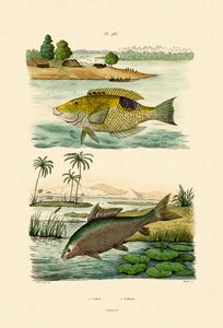 Wrasse